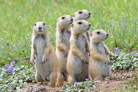 Prairie Dog Image