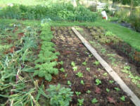 Garden Guidelines and Procedures